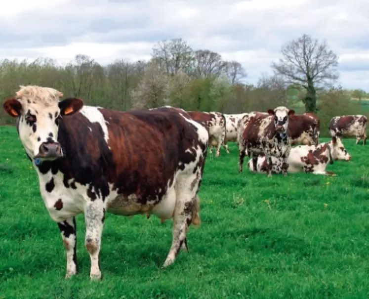 Le troupeau a un ISU de 122 points, un Inel de + 18,5,
et des index lait à + 433, TP à + 0,3, TB à - 0,2, MOà + 0,2
et 53 vaches pointées 81,7.