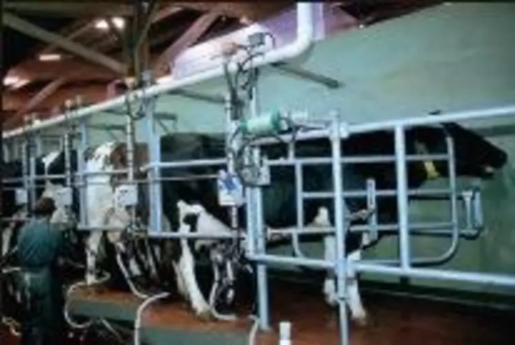 En faisant vêler tous les 18 mois, les éleveurs pourraient éviter certains problèmes de reproduction, tout en maintenant la production laitière.