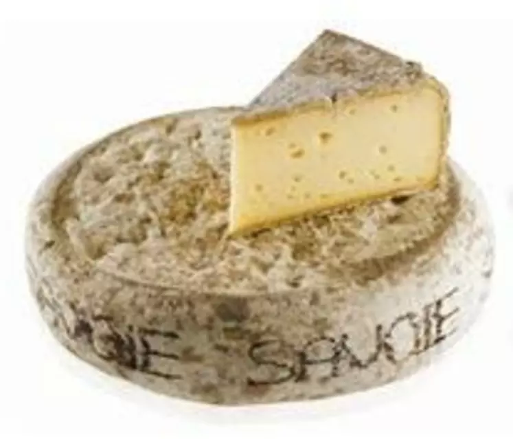 Tomme de Savoie.