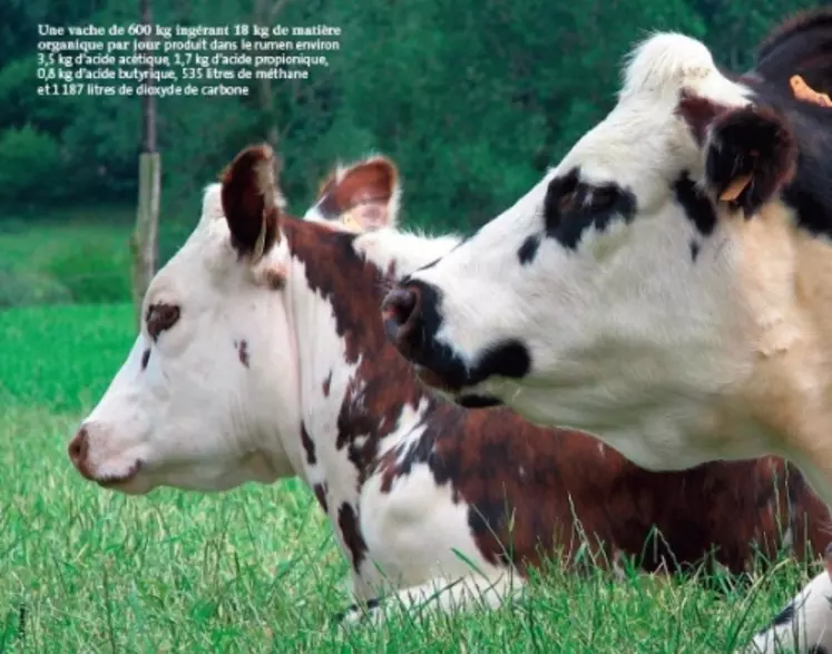 Une vache de 600 kg ingérant 18 kg de matière
organique par jour produit dans le rumen environ
3,5 kg d’acide acétique, 1,7 kg d’acide propionique,
0,8 kg d’acide butyrique, 535 litres de méthane
et 1 187 litres de dioxyde de carbone…
