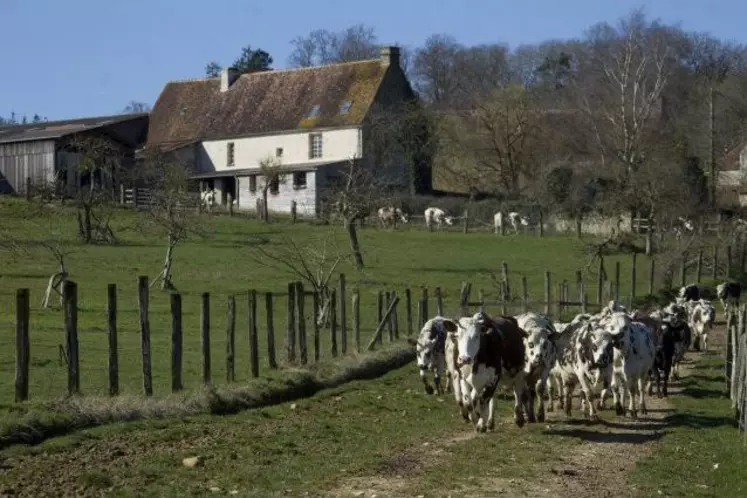 Vaches laitières de race normande dans une exploitation en production biologique dans l'Orne.