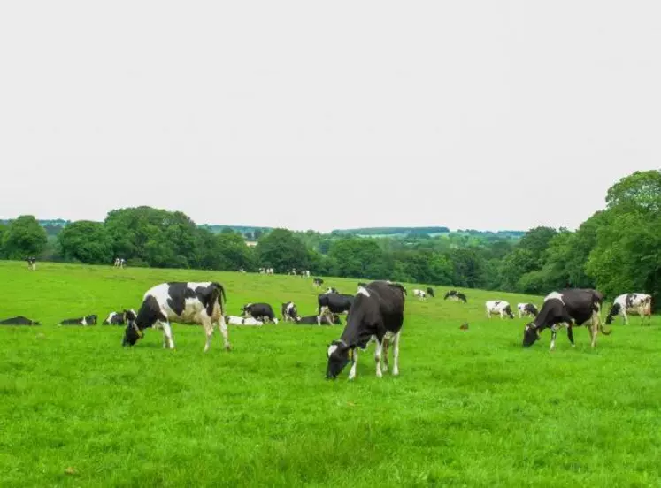 Pâturer ras et sortir de la parcelle à moins de cinq centimètres permet une bonne valorisation de l’herbe produite et offre la garantie de repousses de qualité.