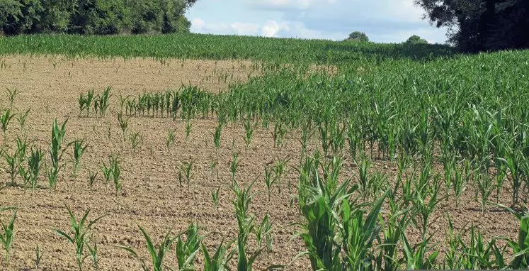 Le début d'été très chaud et très sec a fortement affecté les maïs