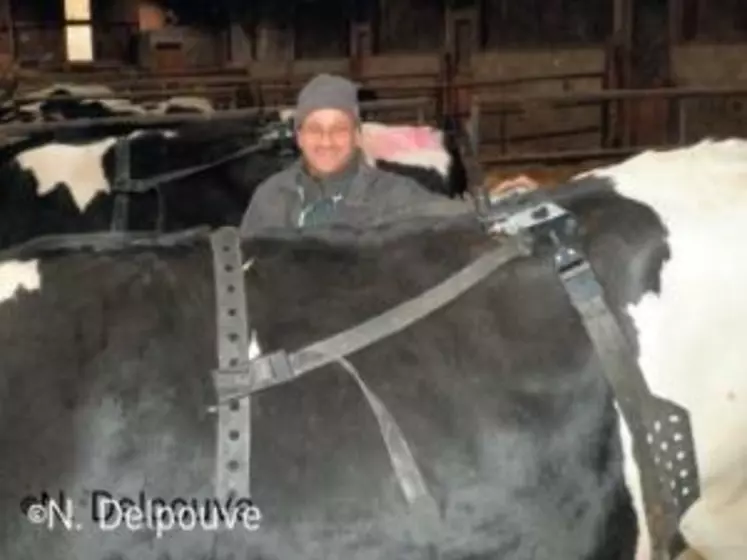 LES VACHES SONT
SANGLÉES au moins
4 heures avant le
vêlage. Un moniteur
de contrôle peut
recevoir l’information
de huit ceintures
simultanément.