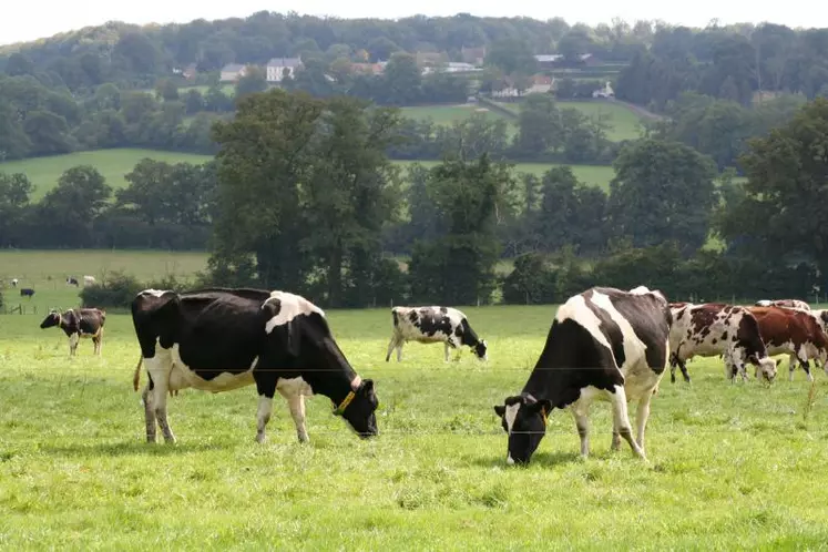 L'augmentation de la fréquence de pâturage aboutit à une réduction de la biomasse présente à chaque pâturage, ce qui conduit à augmenter la surface nécessaire par vache et par jour.