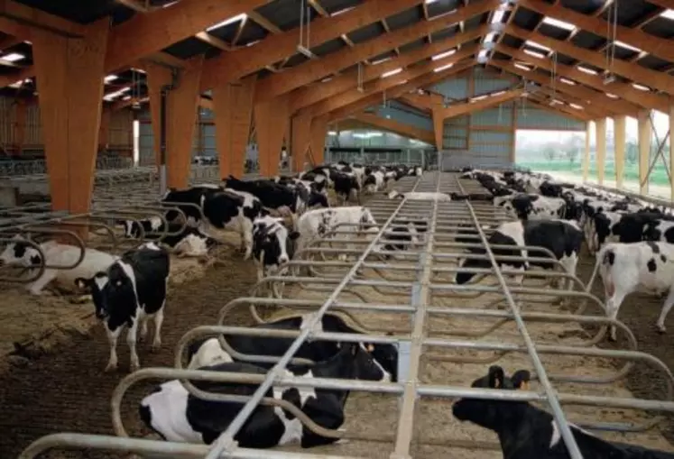 LA CONDUITE EN LOTS
facilite le repérage
des chaleurs ; le groupe
de vaches à surveiller
est moins important.