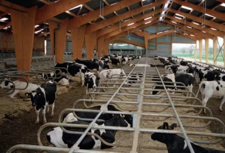 LA CONDUITE EN LOTS
facilite le repérage
des chaleurs ; le groupe
de vaches à surveiller
est moins important.