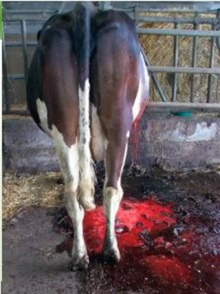 LA VACHE TIENT VAILLAMMENT
debout grâce à la morphine.