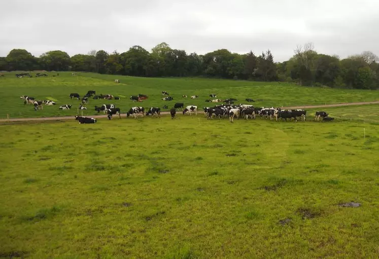 Sur les cinq dernières années, le cheptel vaches laitières s'est étoffé de 10 % en Irlande (photo), de 3% de têtes de plus en Allemagne et 3% également aux Pays-Bas.