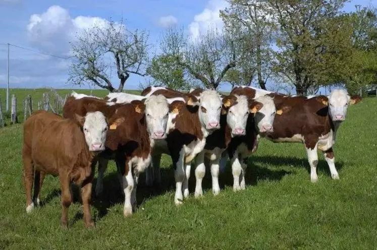 Génisses de race montbéliarde et veau croisé au pâturage.