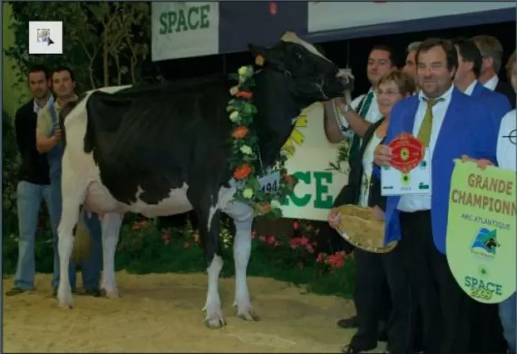 Betty, grande championne, SCEA des Landes – Ille-et-Vilaine. Cette fille de Goldwyn a remporté le prix de meilleure mamelle et de championnat jeune avant
de rafler le titre suprême. « C’est une vache de show avec beaucoup de style et d’agencement (harmonie,
équilibre) ».