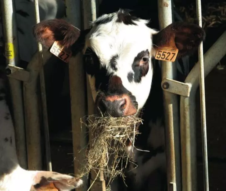 Pourquoi le lait est-il homogénéisé et quels sont ses effets