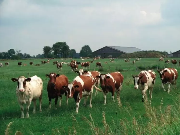 Vaches au pâturage et bâtiment agricole au nord de l'Allemagne, un des neuf pays ayant choisi le volontariat.