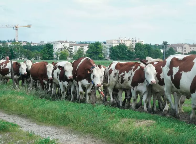 Le système est facile à gérer avec le système de chemins mis en place. Les vaches sont mises le soir dans la nouvelle parcelle et
vont seules du bâtiment au pâturage.
