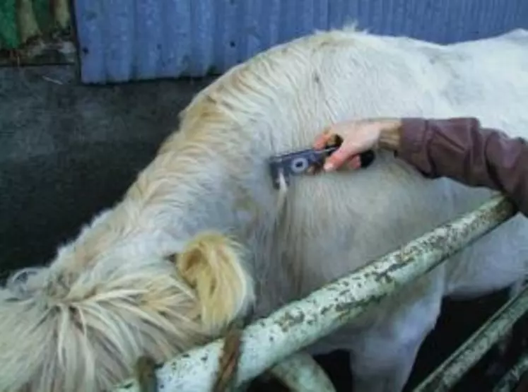 Test à la tuberculine pour le dépistage de la tuberculose bovine en élevage de bovins.