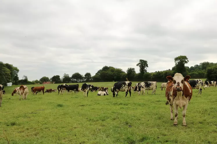 vaches prairie