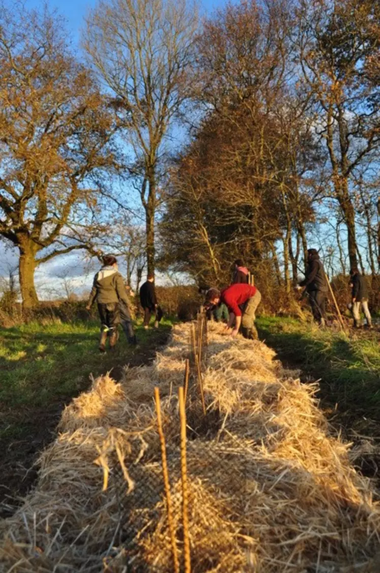 plantation de haie chez Christian Bastard, éleveur bio en Loire Atlantique 