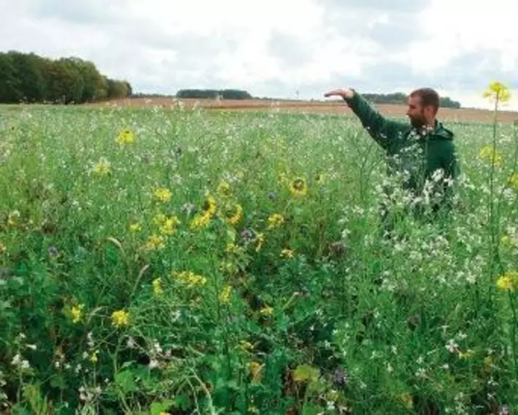 Plus le couvert végétal est
semé tôt, plus il se montrera
sensible au gel. Un bon moyen
pour limiter le salissement des
parcelles sans nécessairement
recourir au glyphosate.