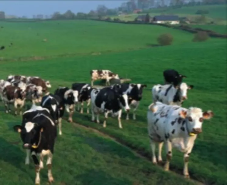 A la surprise générale, la collecte laitière a décroché en mai, avec des livraisons en baisse de 3,5 % d'une année sur l'autre.