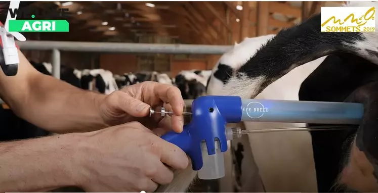 Eye Breed : un pistolet pour inséminer les vaches. 