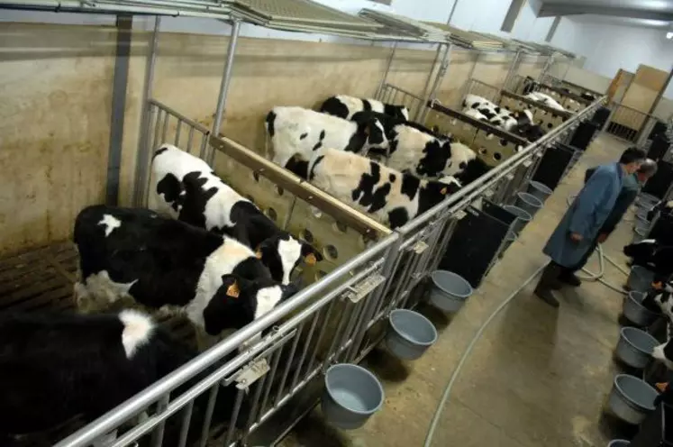 L'Institut de l’élevage table sur la poursuite du déclin du veau de boucherie au rythme de -2% par an.