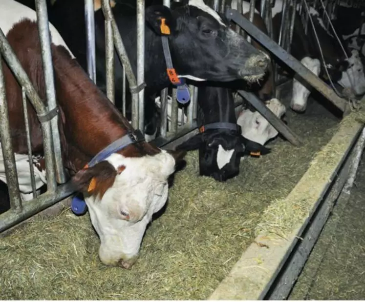 LA RATION MÉLANGÉE
EST DISTRIBUÉE DANS
DES AUGES RELEVABLES.
Le tri par les vaches
s’en trouve facilité.
Ce qui peut engendrer
une grande différence
entre la ration
distribuée et la ration
ingérée.