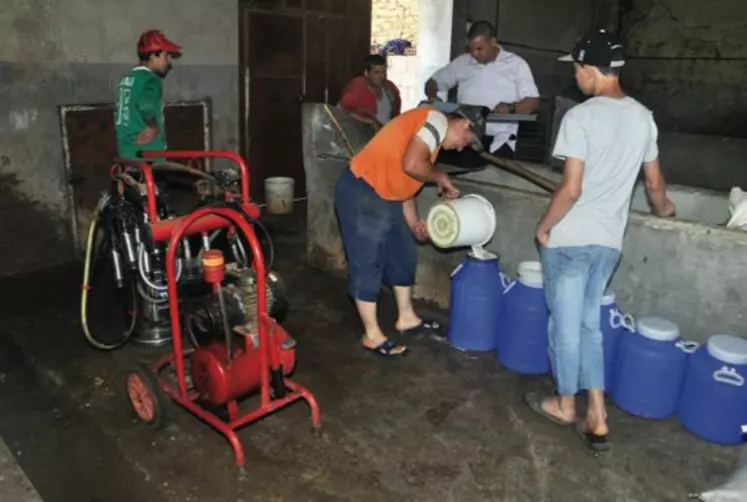 Une exploitation traditionnelle mais de taille assez grande (17 vaches). Non réfrigéré, le lait
est collecté matin et soir par un collecteur, intermédiaire entre le producteur et la laiterie.