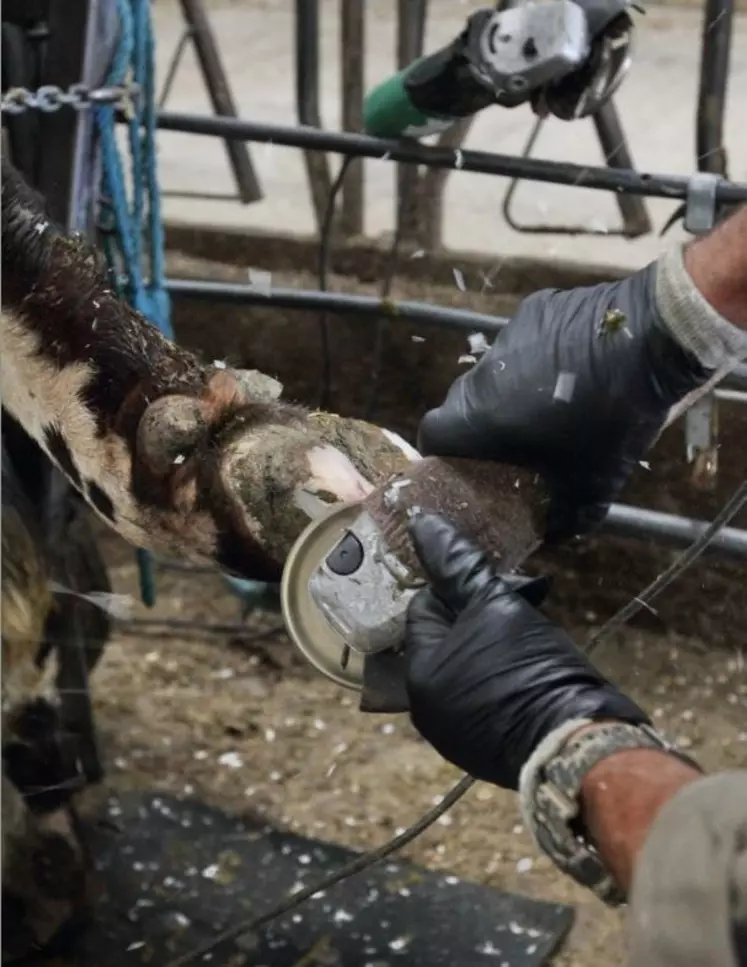 Deux nouveaux prédicteurs génomiques, « résistance aux lésions » et « robustesse du pied », sont publiés dans le catalogue des taureaux holstein.