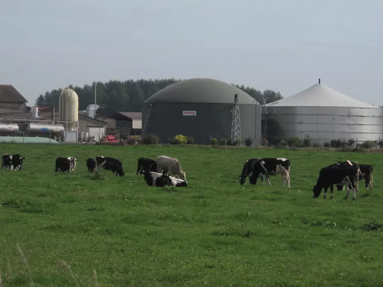 vaches laitières devant un méthaniseur agricole, en Haute-Marne. Archives