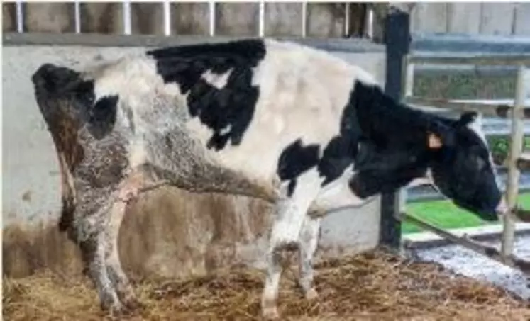 QU’EST-CE QUE PEUT BIEN AVOIR
une vache maigre et bossue ?