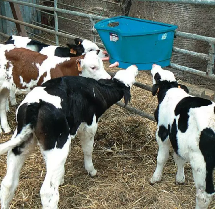 LES VEAUX AYANT REÇU LE LAIT FERMENTÉ sans
yaourt ont eu un peu plus de diarrhées et
des croissances un peu plus faibles.