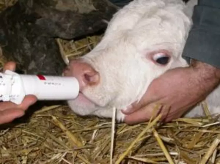 Administration d'un antibiotique à un jeune bovin.