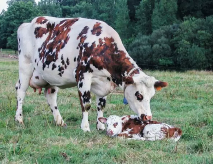 Le sexe du veau n’influe pas sur la quantité ni la richesse du lait de sa mère.