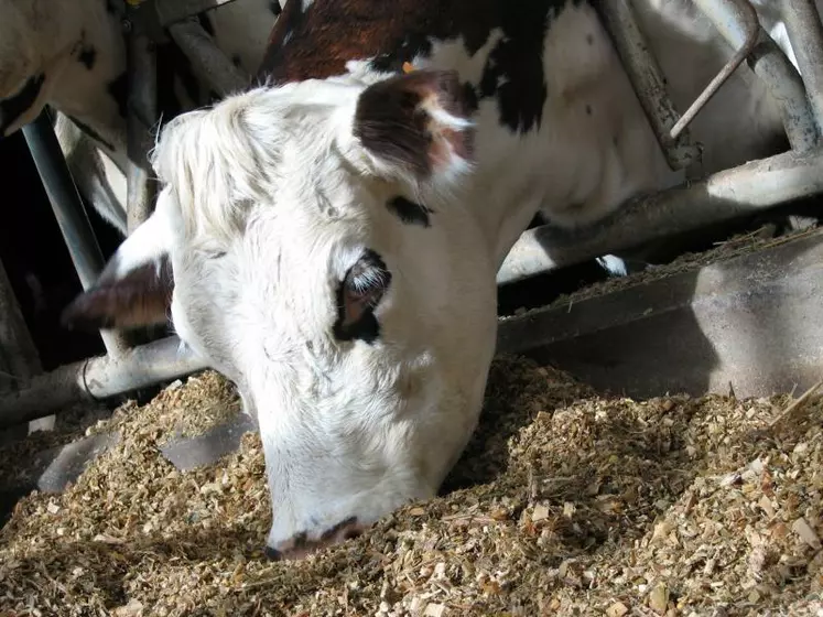 La teneur en huile des grains des variétés RH proposées par Panam tourne autour de 6 à 7 %, et entre 10 et 12 % pour les variétés RH+.