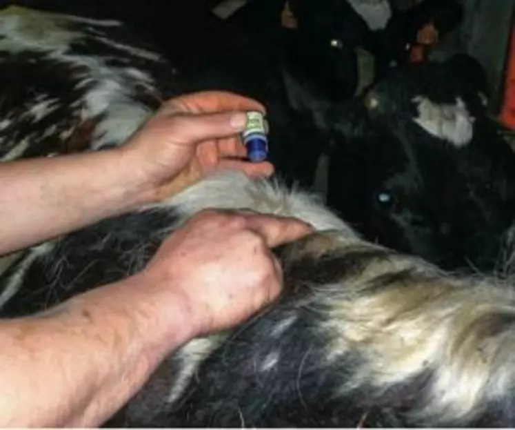 Les huiles essentielles s’appliquent de préférence sur l’épi de la vache
ou en spray sur la mamelle.