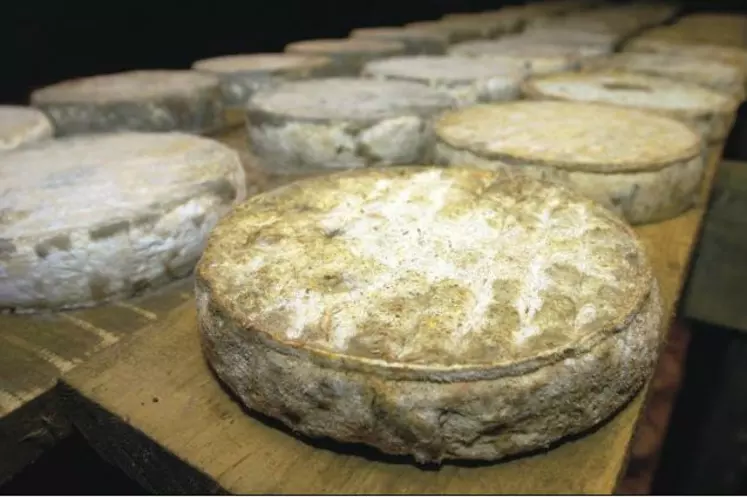 Le prix AOP sera connecté au prix des fromages et non 
à la valorisation beurre-poudre.