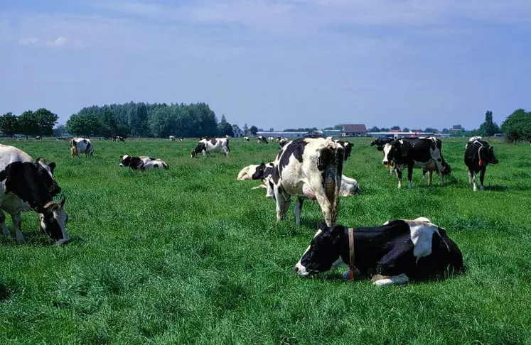 La moitié des éleveurs néerlandais risquent de dépasser leur quota phosphore basé sur le cheptel présent en 2014.