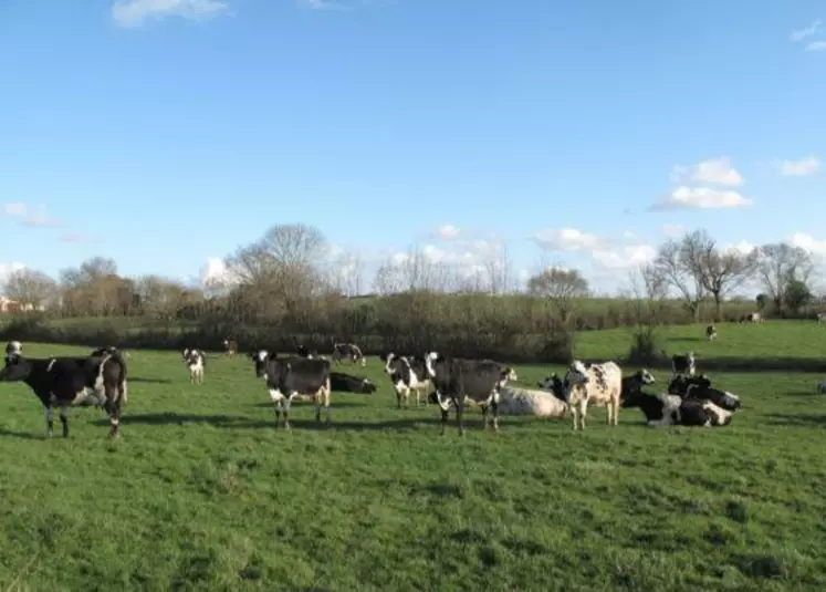 L’herbe
d’automne peut se révéler d’aussi bonne qualité que l’herbe de printemps si la conduite du pâturage d’été a permis de bien raser les parcelles.