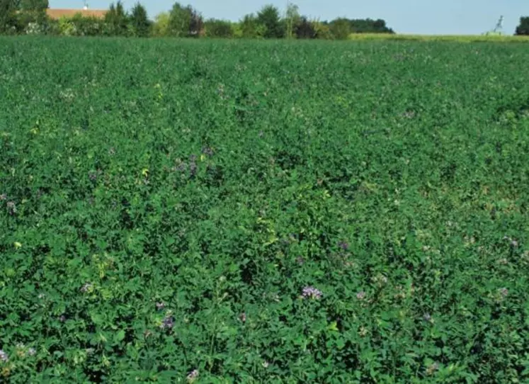 L’UTILISATION GÉNÉRALISÉE DES
LÉGUMINEUSES dans les rotations
céréalières présente de nombreux
avantages au niveau de l’environnement
et de la qualité des sols.