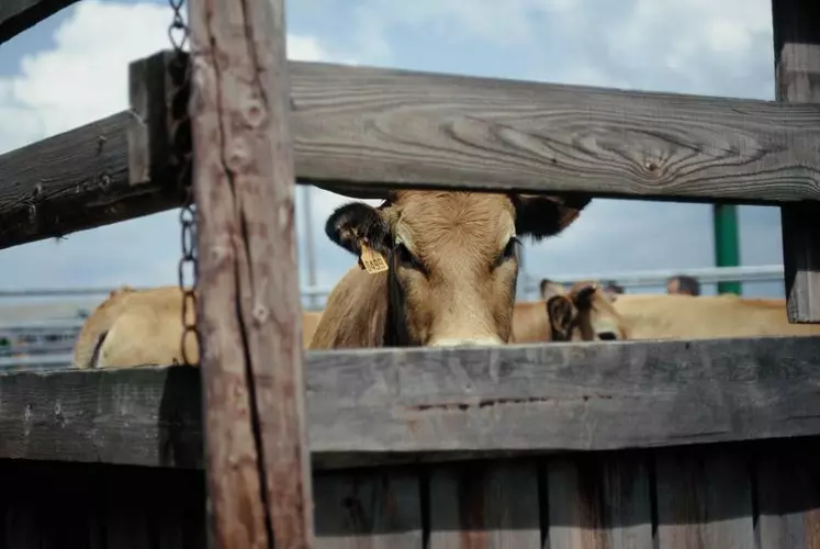 Dans son unité de Marcenat (Cantal), l'Inra teste dans quelles conditions on peut produire du lait uniquement avec de l'herbe ou avec très peu de concentré et une fertilisation minérale réduite.