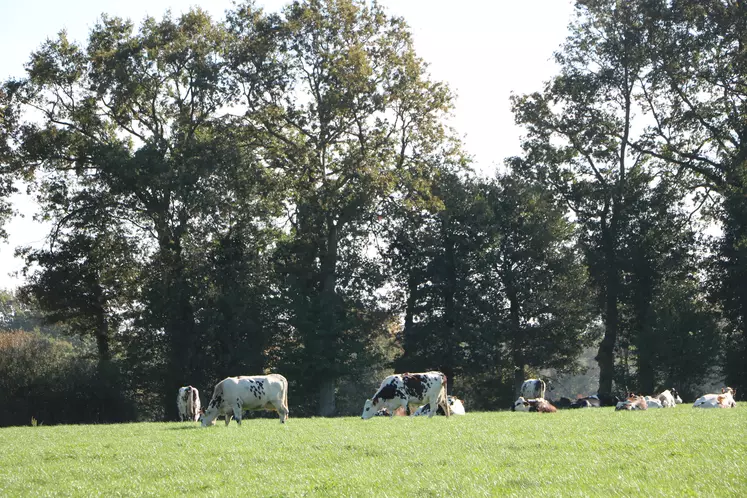 vaches laitières au pâturage avec des infrastructures agroécologiques - ici des arbres