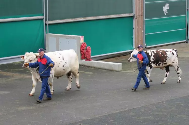 Le CD moyen de l’index production laitière des jeunes veaux passe de 56 à 66 en Normande, de 64 à 71 en Holstein et de 58 à 68 en Montbéliarde.