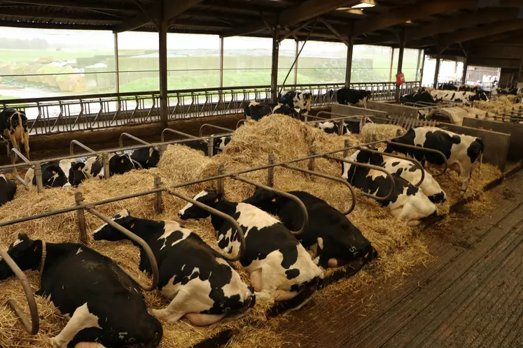 vaches laitières en logettes