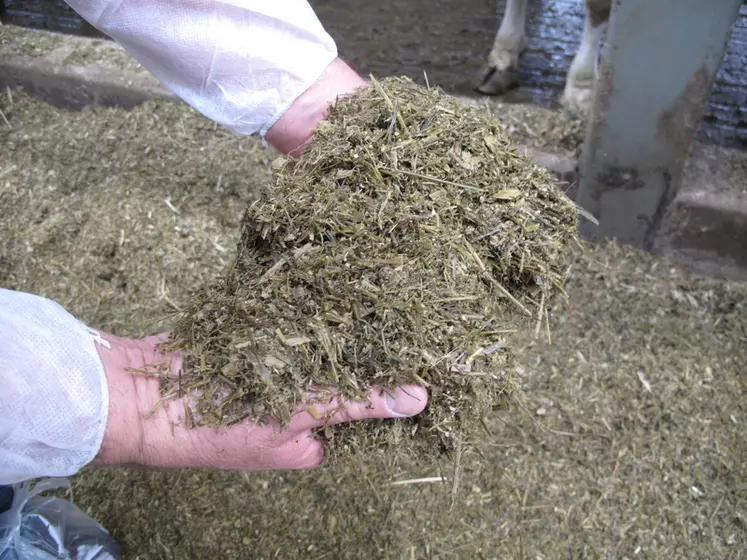 Foin naturel de première coupe en granulés pour la ration des