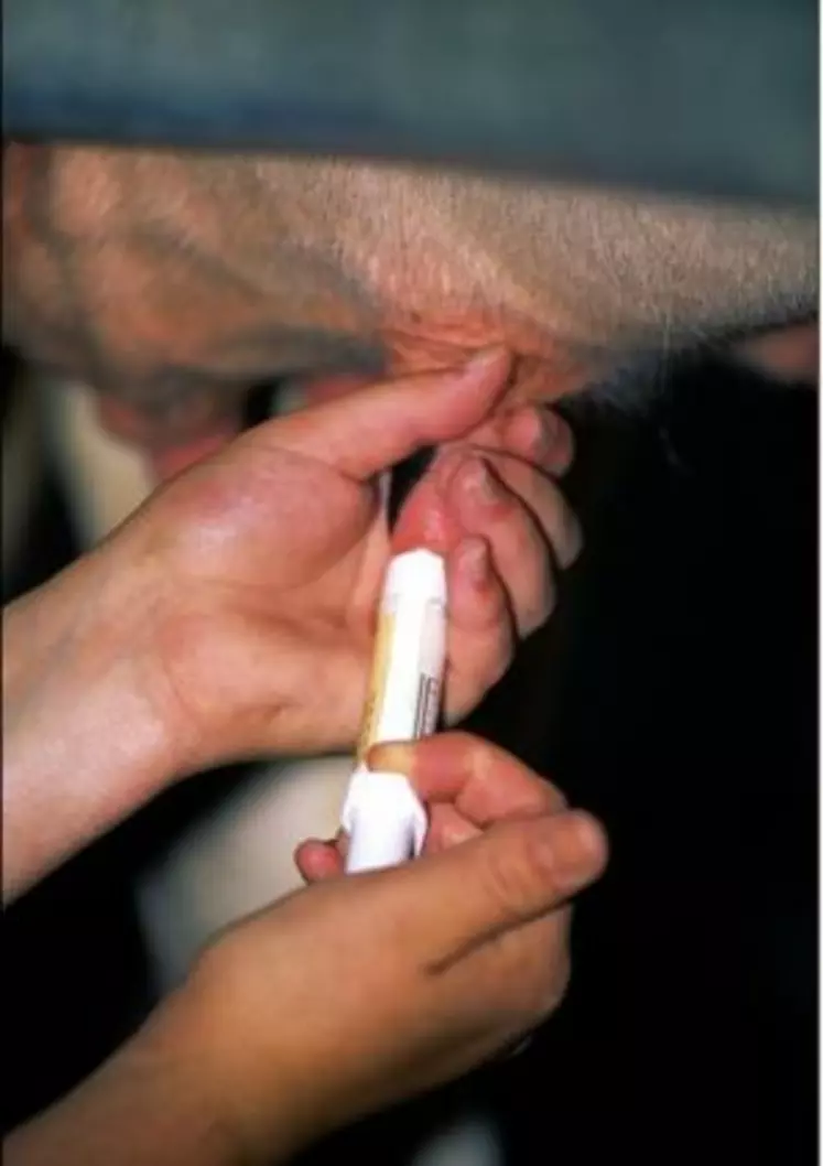 Le traitement antibiotique des mammites bovines  est le premier poste d’utilisation des antibiotiques en élevage laitier.