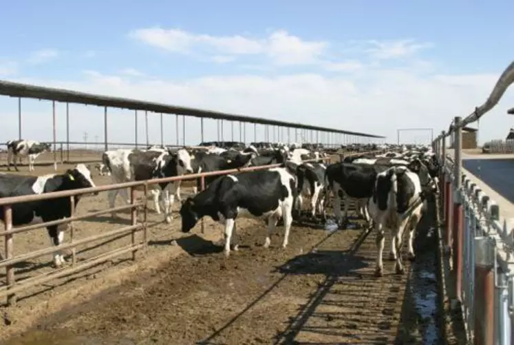 Le coût du programme, pour une assurance marge au-delà de 0,10 €/l, est très dissuasif pour les troupeaux de plus de 200 vaches.