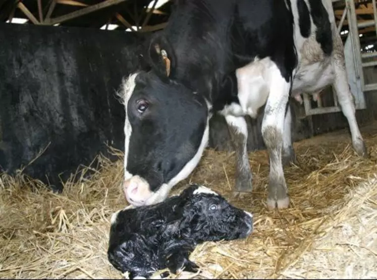 Le taux de réussite après une IA première en Prim’Holstein est en moyenne moins de 40 %.