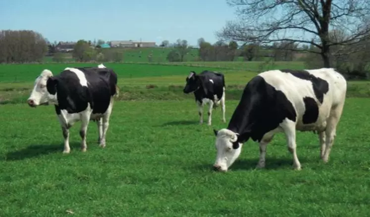 UN QUART DES VEAUX CROISÉS DE PREMIÈRE GÉNÉRATION
sont issus du croisement entre une Holstein et
un taureau montbéliard.