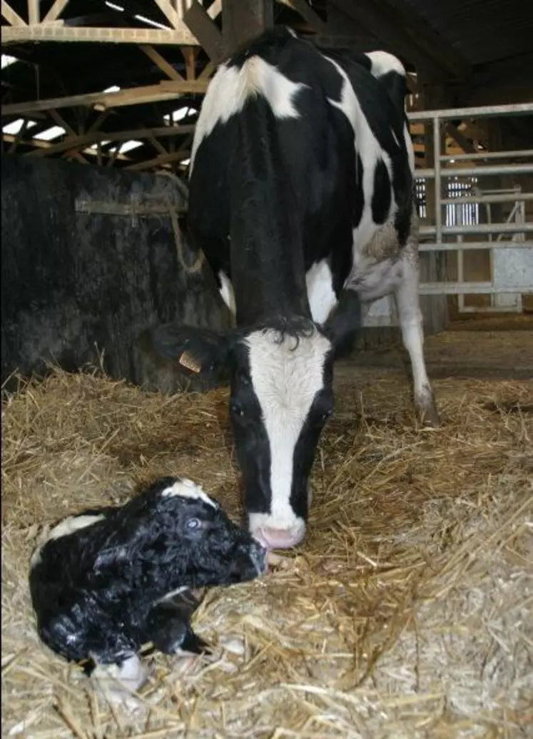 Un premier vêlage entre 22 et 26 mois d’âge serait réalisable dans de nombreuses exploitations et compatible avec une très haute production laitière.