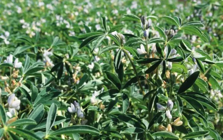 Véritable concentré
sur pied, le lupin peut
être une solution face
à l’envolée du prix des matières premières.
